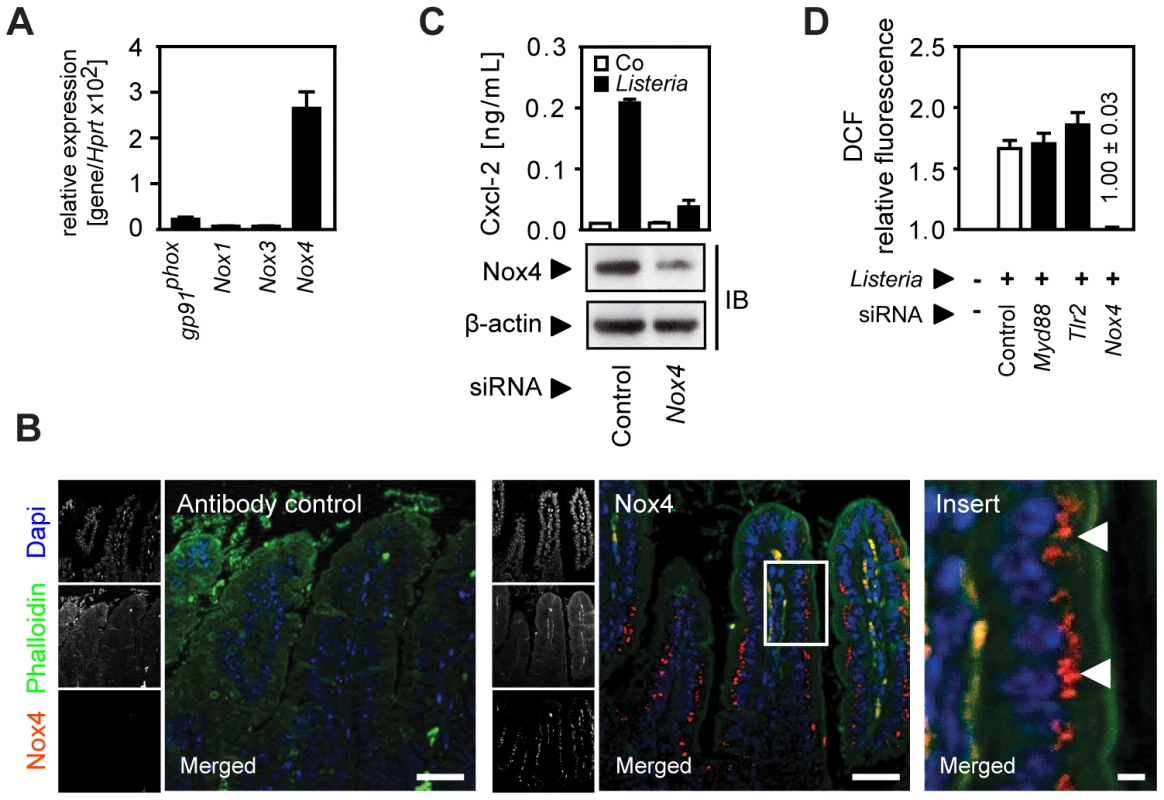 Activation of the NADPH oxidase (Nox) 4 mediates indirect epithelial activation.