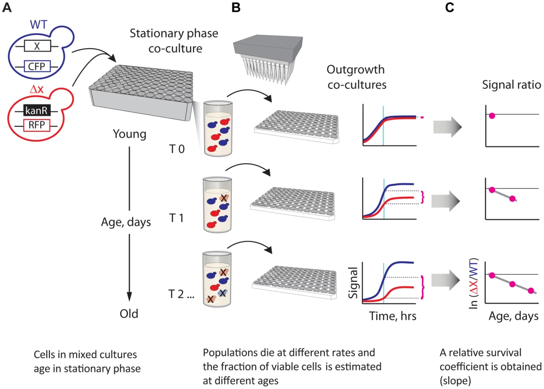 A novel strategy enabling quantitative genetic analysis of yeast CLS.