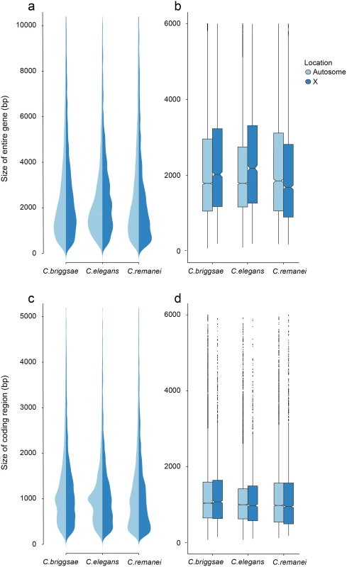 Differences in total gene size (introns and exons) versus protein coding size (exons) in <i>C. elegans</i>, <i>C. briggsae</i> and <i>C. remanei</i>.