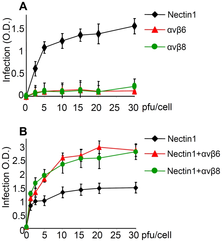 αvβ6 and αvβ8 -integrins do not substitute for nectin 1, yet they increase infection of R8102 in J cells expressing nectin 1 at low level.