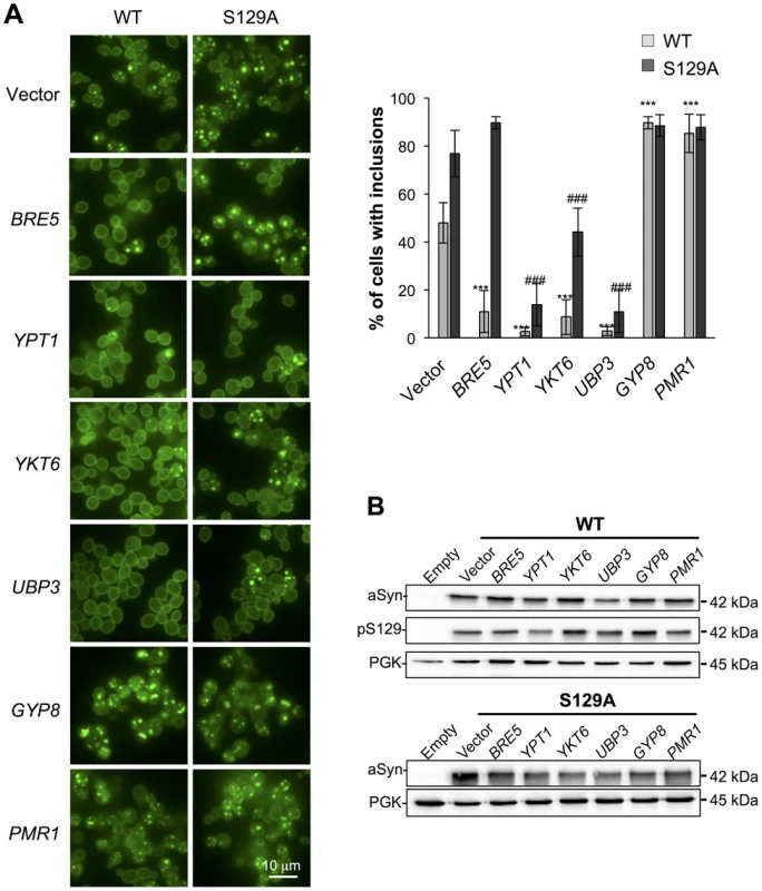 Modulation of ER-to-Golgi trafficking alters S129A aSyn inclusion formation.