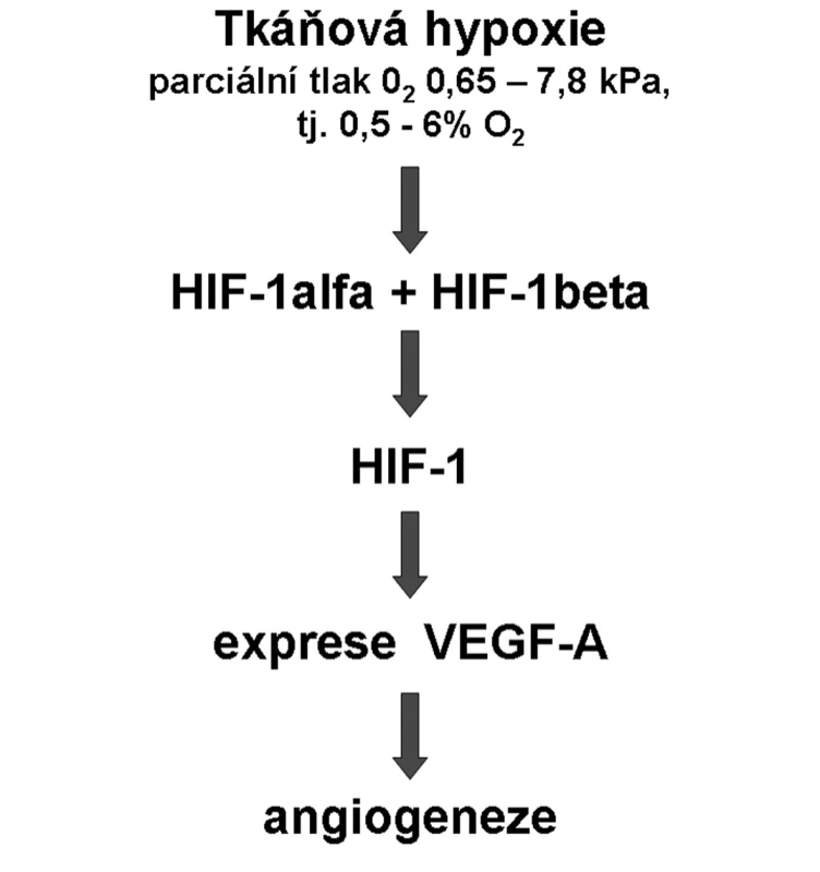 Signální kaskáda od hypoxie k angiogeneze Hypoxie je definována rozmezím exponenciálního růstu hladiny HIF-1alfa.