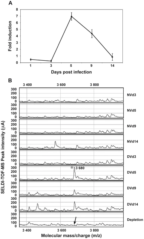 AAEL000598 mRNA expression and detection of the 3.680-kDa peptide in infected salivary glands.