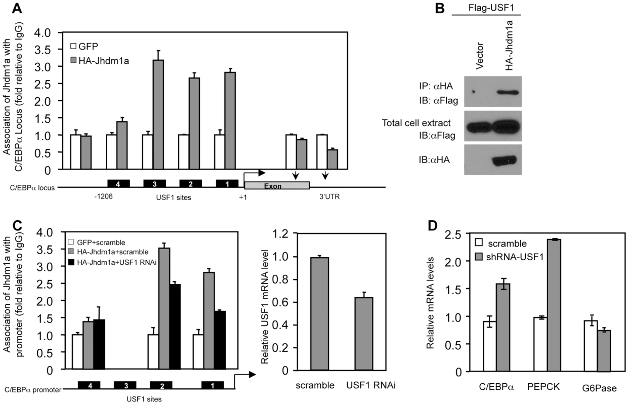 Suppression of C/EBPα expression by Jhdm1a is mediated by USF1.