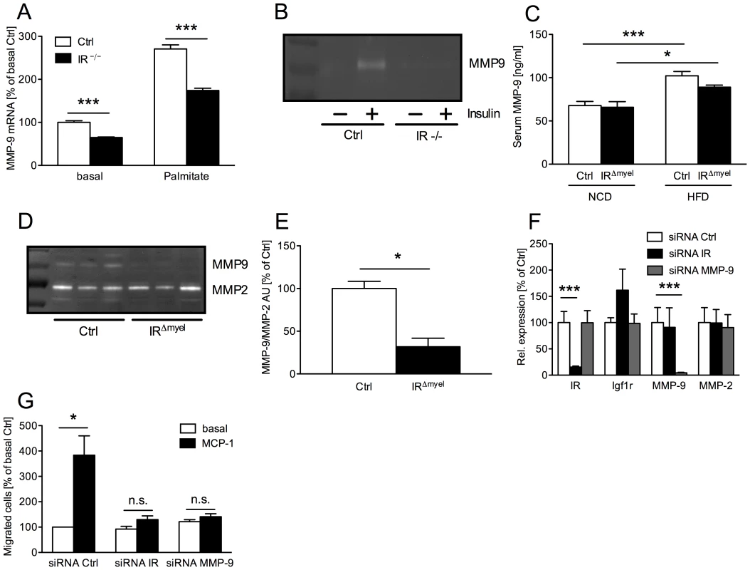 Myeloid cell-restricted insulin receptor deficiency leads to reduced matrix metalloproteinase (MMP) 9 expression in macrophages and white adipose tissue of IR<sup>Δmyel</sup>-mice.