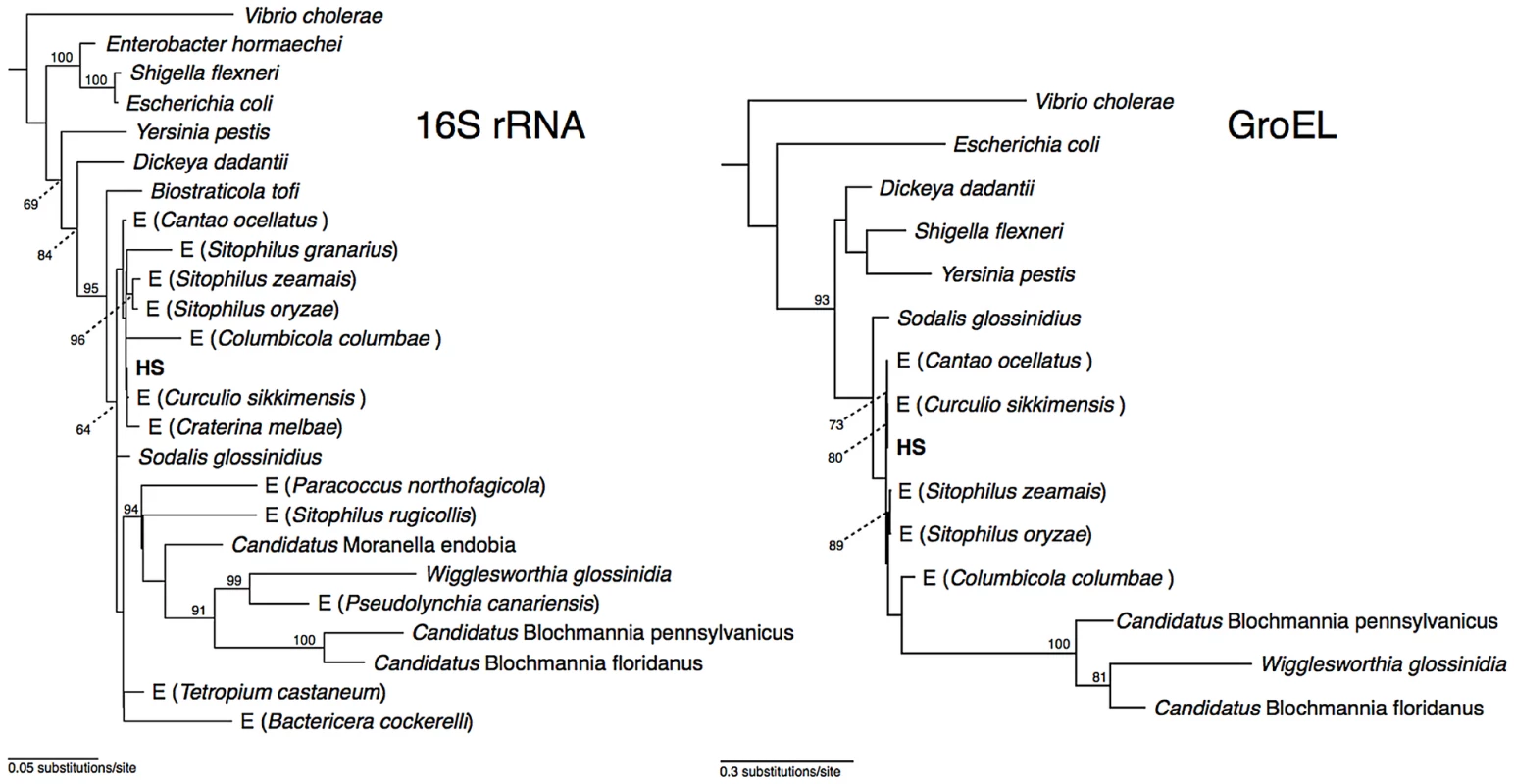 Phylogeny of strain HS and related <i>Sodalis</i>-allied endosymbionts and free-living bacteria based on maximum likelihood analyses of a 1.46 kb fragment of 16S rRNA and a 1.68 kb fragment of <i>groEL</i>.