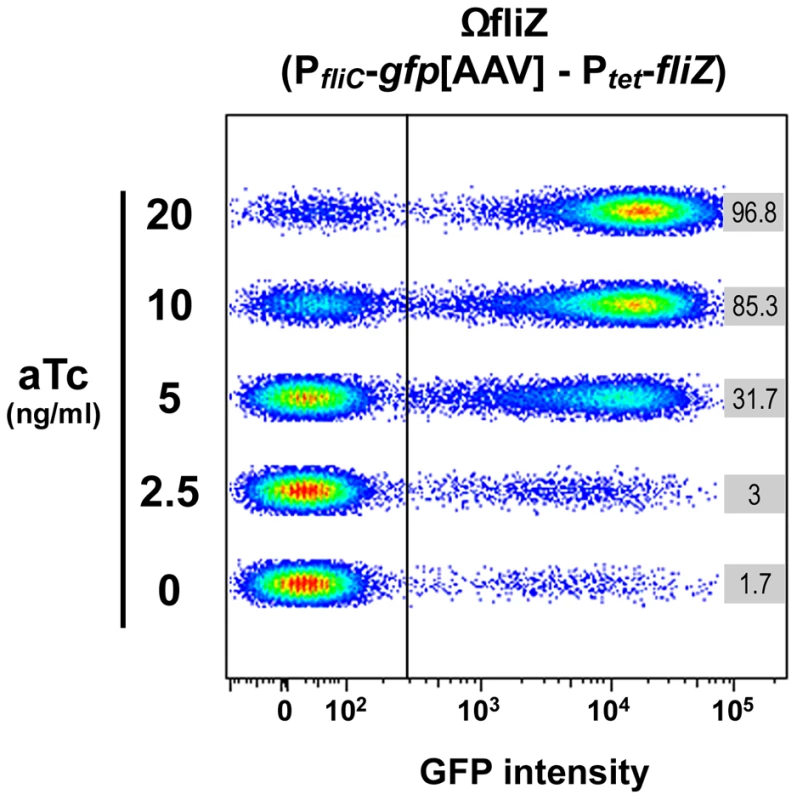 FliZ protein level governs the transition between OFF and ON states of <i>fliC</i> gene expression in individual <i>Xenorhabdus</i> bacteria.