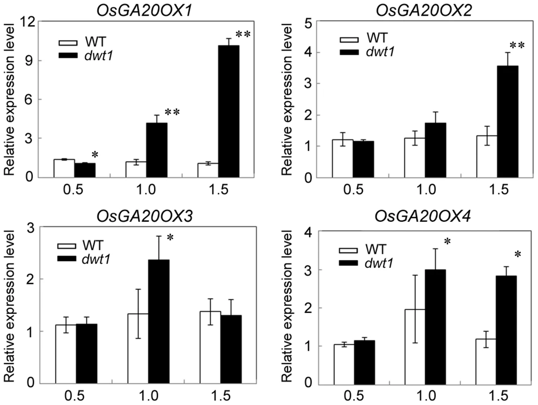 <i>OsGA20OX</i> genes have increased expression in <i>dwt1</i>.