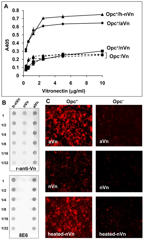 Deliberate modification of nVn conformation increases Opc–expressing meningococcal interactions with Vn and with HBMECs.