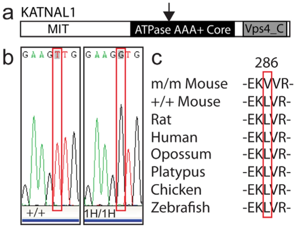 Genetic mapping identified a loss of function allele of <i>Katnal1</i> as the causal genetic lesion.