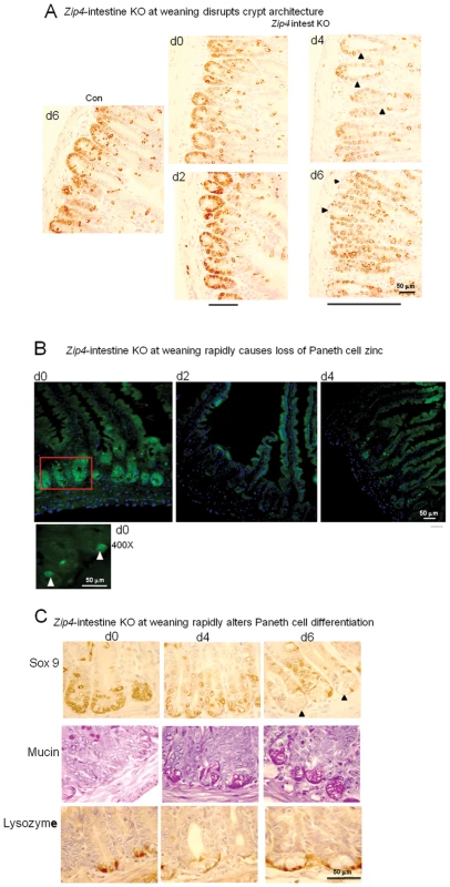 Intestine-specific deletion of <i>Zip4</i> leads to progressive disruption of crypt architecture, the rapid loss of zinc, and reprogramming of Paneth cells.