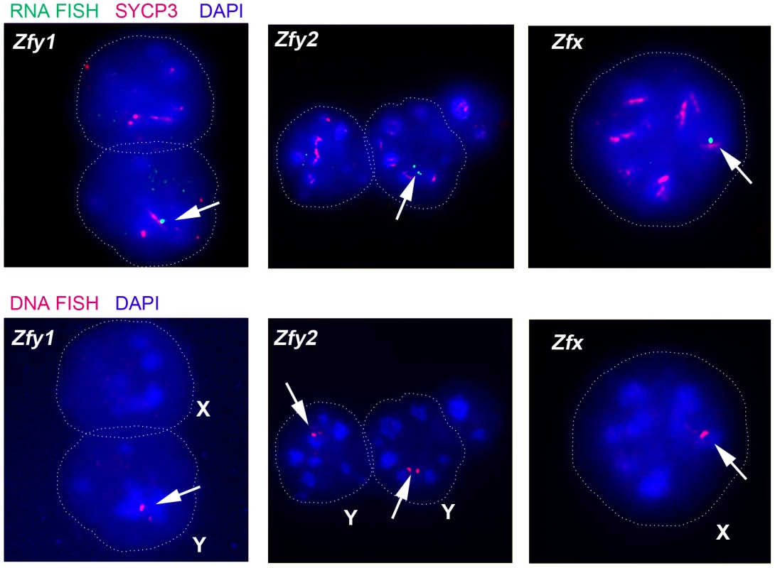The mouse <i>Zfy</i> and <i>Zfx</i> genes are transcribed in interphasic secondary spermatocytes.