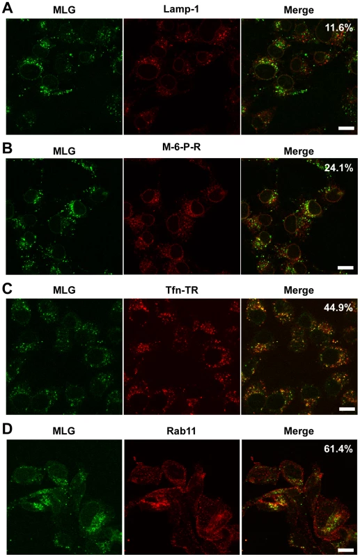 Colocalization of MLG with markers for recycling endosomes.