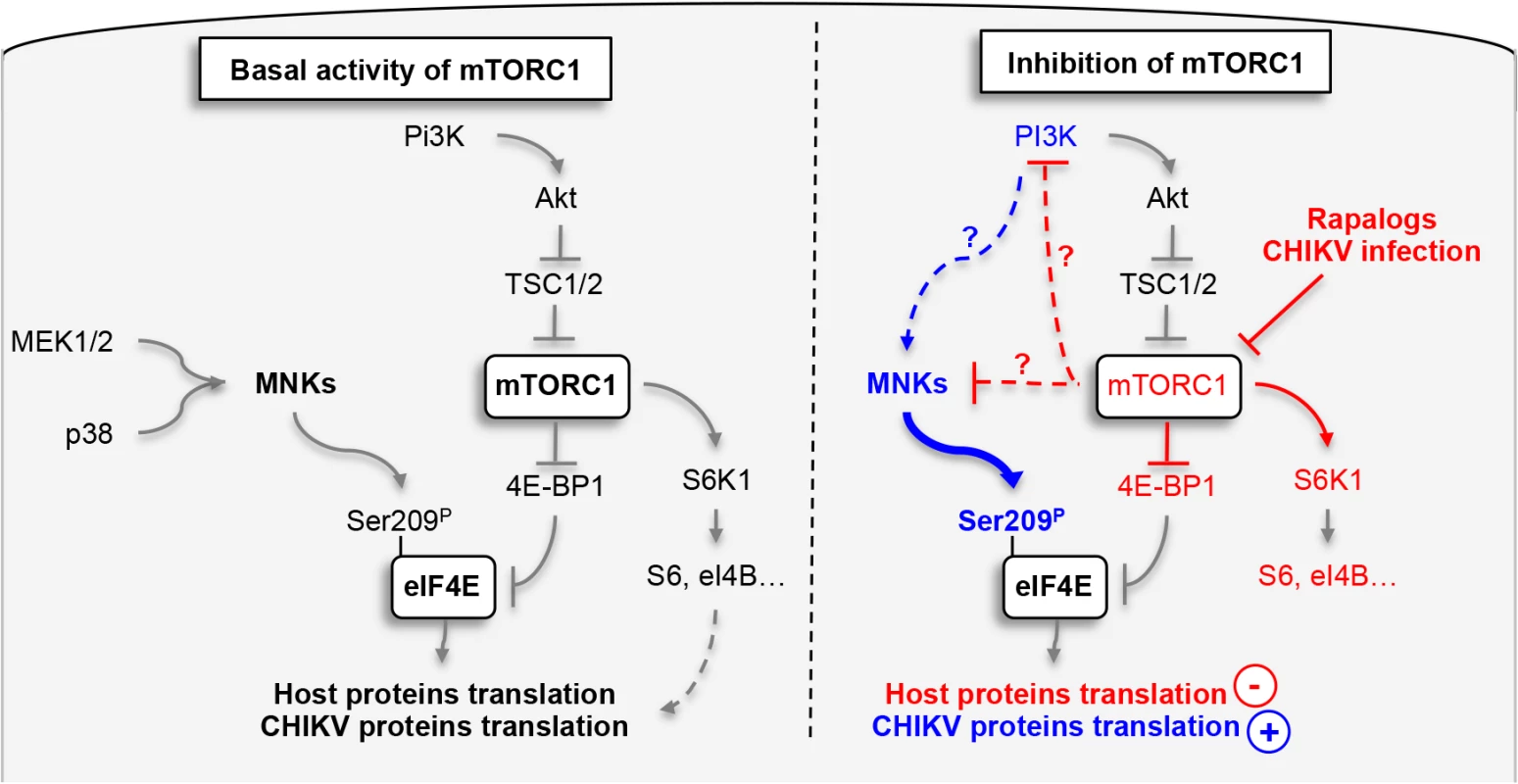 Schematic representation of mechanism by which CHIKV protein synthesis is increase by the inhibition of mTORC1.