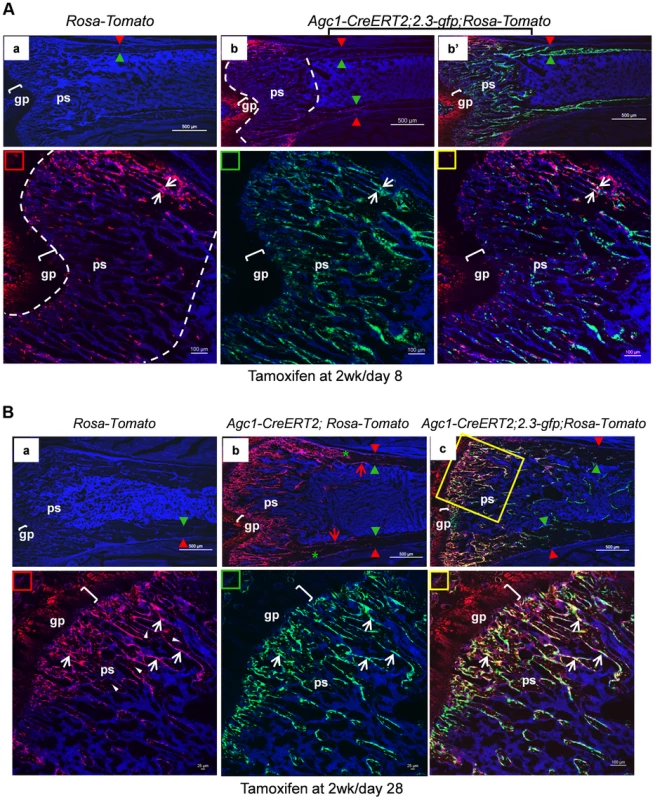 Growth plate mature chondrocytes contribute to the osteoblast pool during postnatal growth.