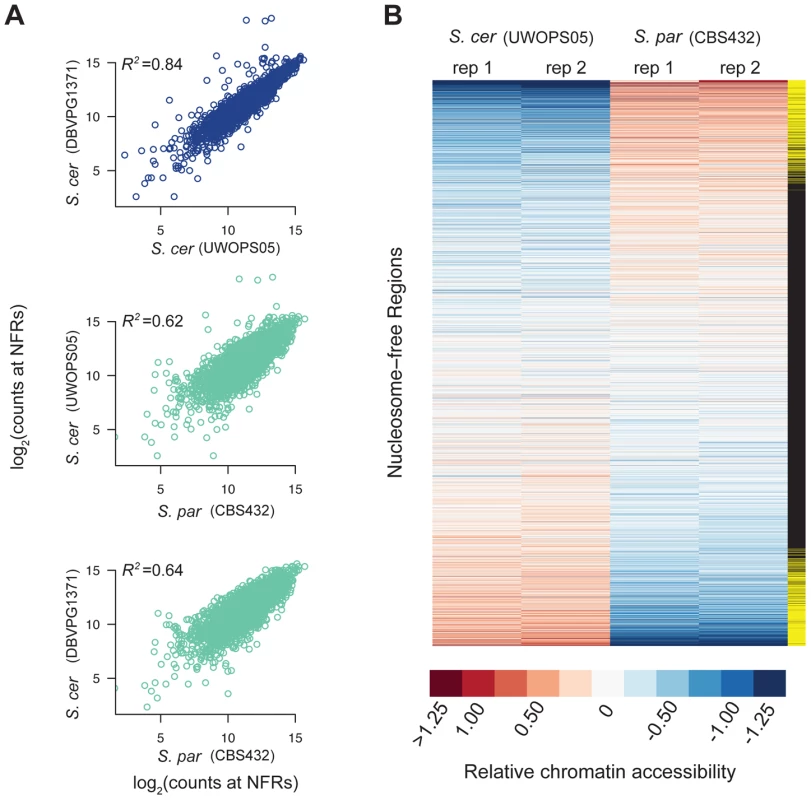 Patterns of chromatin accessibility within and between <i>S. cerevisiae</i> and <i>S. paradoxus</i>.