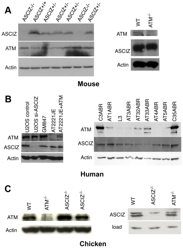 Reciprocal independence of ASCIZ and ATM protein levels.