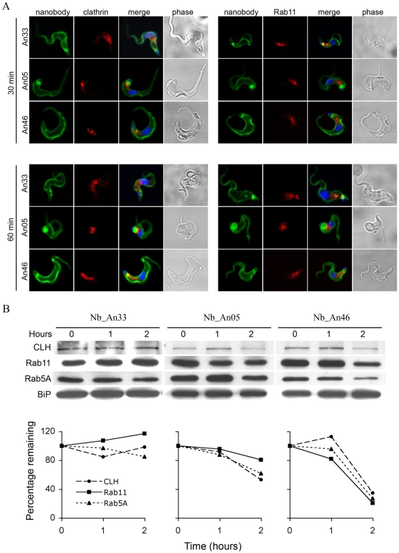 Localization and modulation in expression of endocytic and recycling markers during Nb-induced trypanolysis.