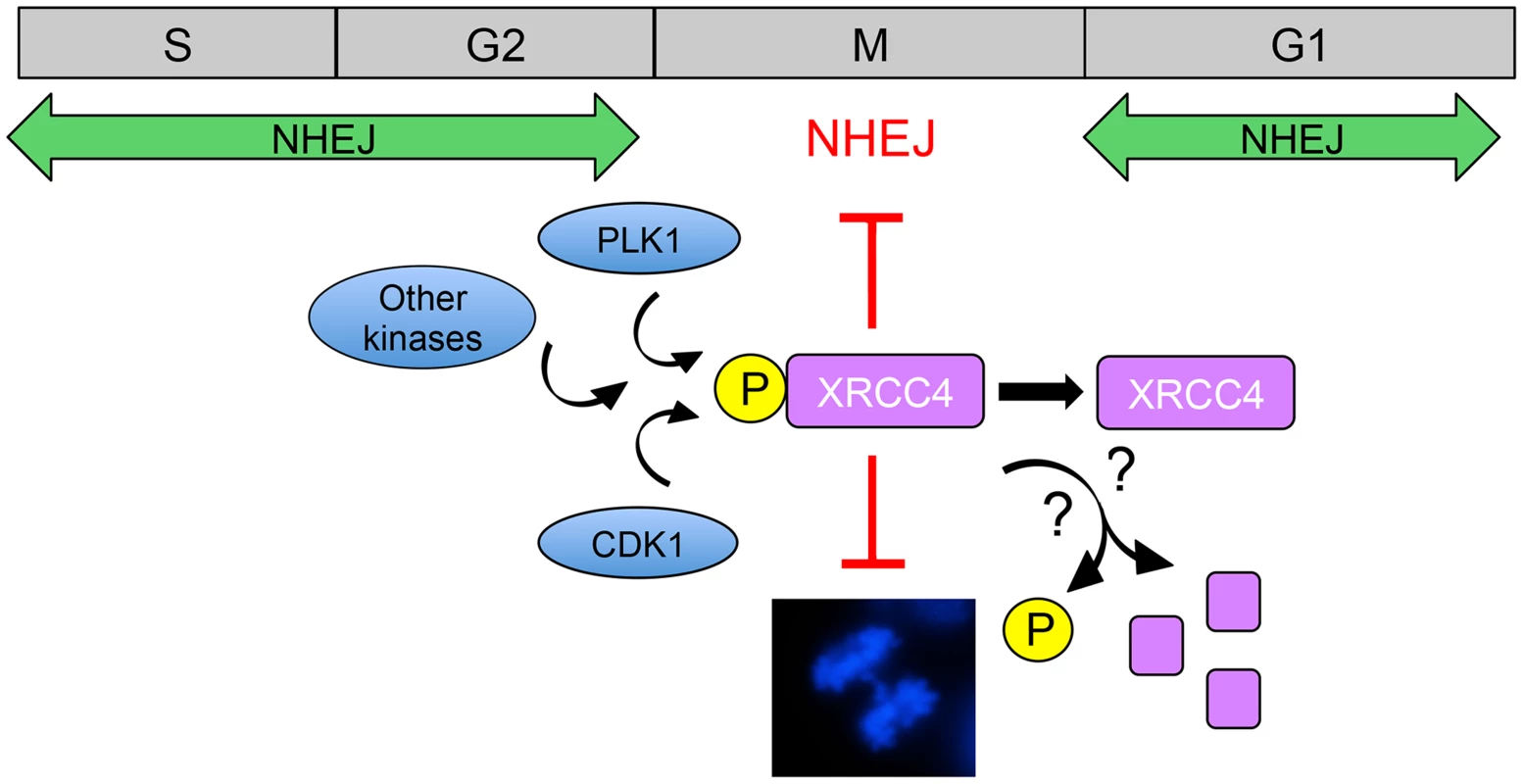 Model for suppression of NHEJ in mitosis by phosphorylated XRCC4.
