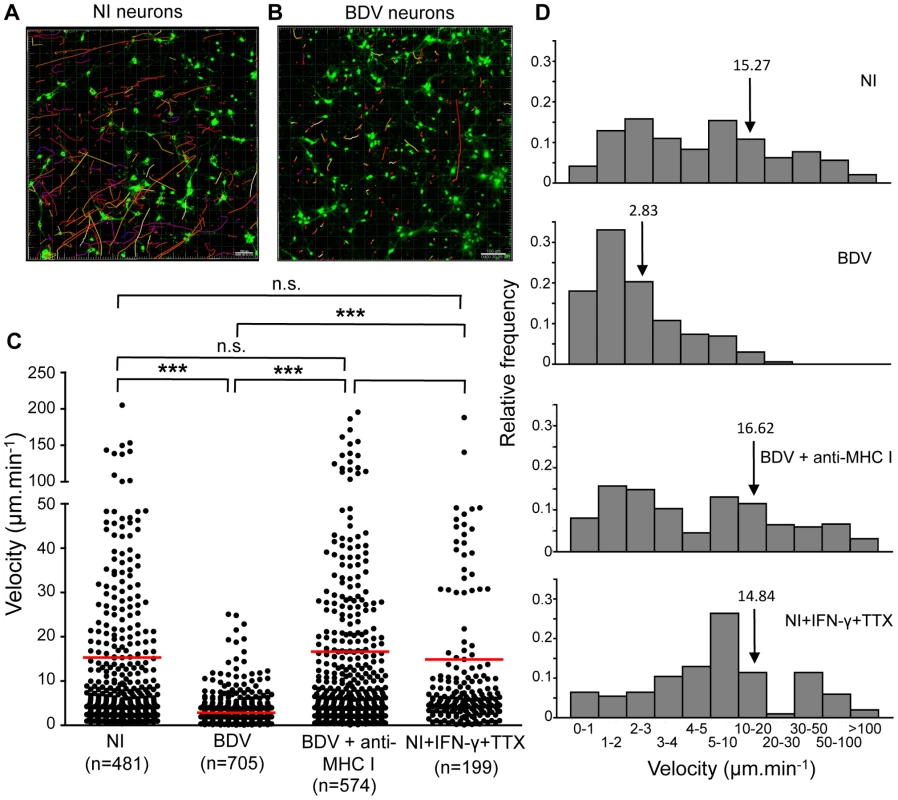 Quantitative analysis of CD8 T cell movement behavior in contact with neurons.