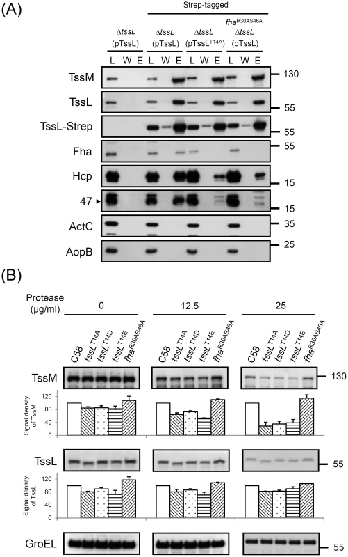 TssL-Strep pulldown and spheroplast protease susceptibility assays in <i>A. tumefaciens</i>.