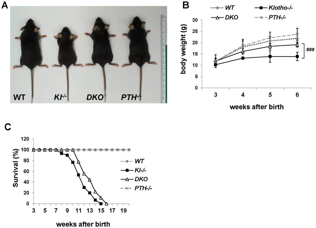 Macroscopic phenotype of 6-wk-old mice.