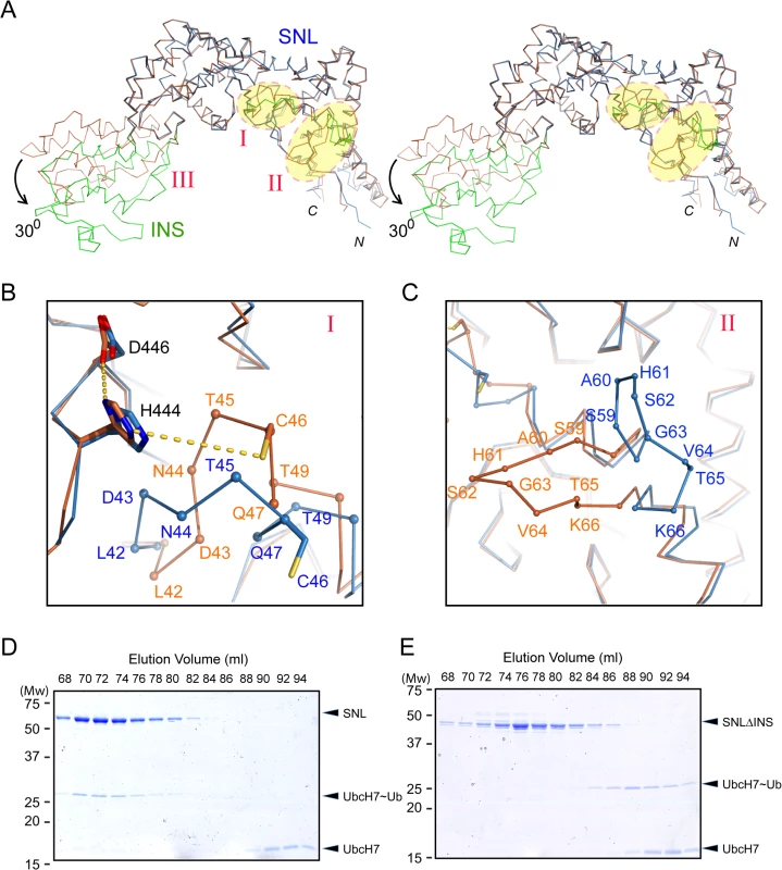 Conformational dynamics of the SNL and INS domains.