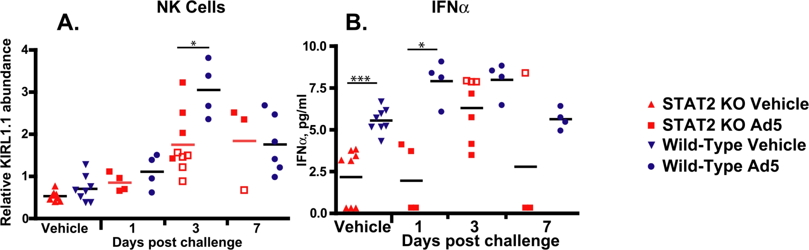 STAT2 KO hamsters have a blunted natural killer cell response (A), and delayed production of IFNα (B).
