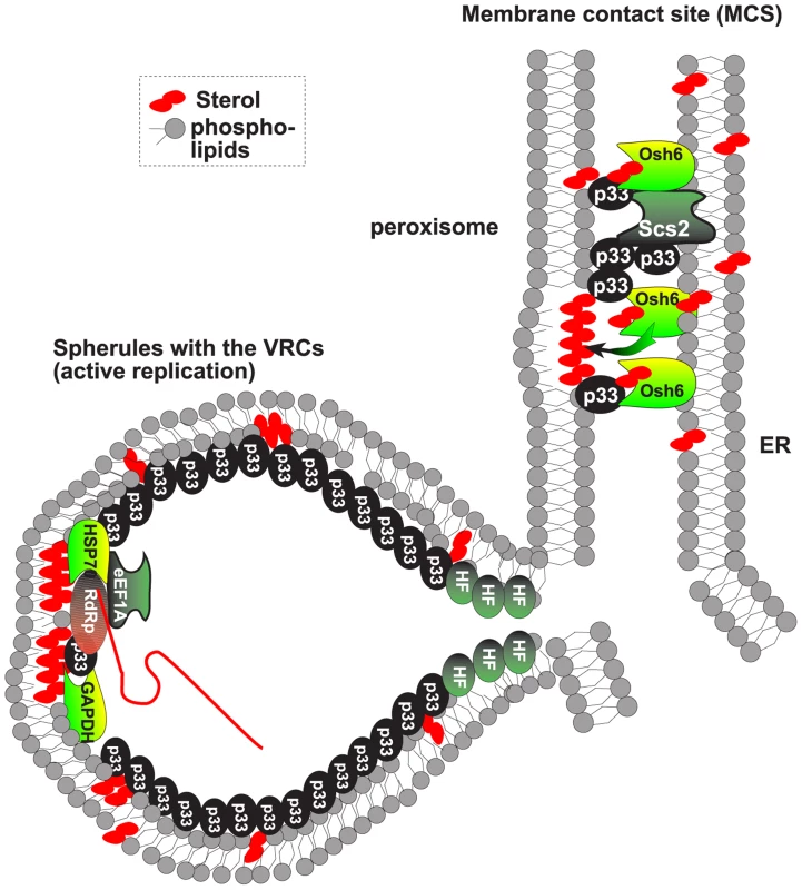 Model on the role of ORP and VAP proteins and MCSs in tombusvirus replicase assembly.