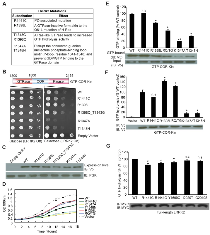 GTPase activity modulates LRRK2-induced toxicity in yeast.