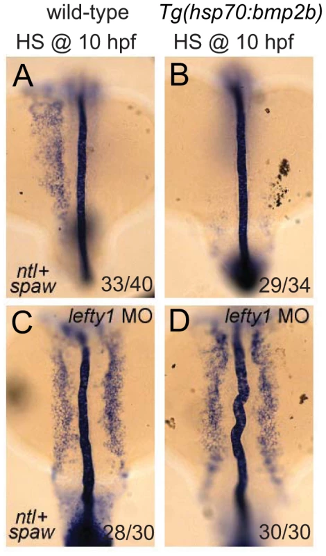 Lefty1 is required for Bmp induced repression of <i>spaw</i>.