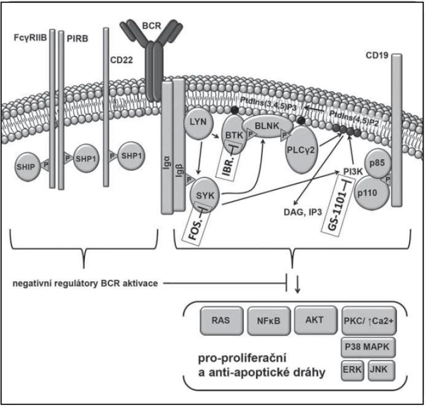 Schéma BCR signalizační dráhy (dle [23]). BCR-signalizační dráha obsahuje množství vzájemně interagujících kináz (např. SYK, LYN, BTK, PI3K), fosfatáz (SHP-1, SHIP) a adaptorových molekul (BLNK). Výsledkem aktivace BCR dráhy je produkce druhých poslů např. IP3, DAG a aktivace pro-proliferačních/anti-apoptických drah jako NFκB, RAS, AKT, PKC, p38 MAPK, JNK, ERK apod. V současné době jsou klinicky testovány inhibitory BCR-signalizace působící na BTK (ibrutinib – IBR.), SYK (fosfamatinib – FOS.) a PI3K (GS-1101).
