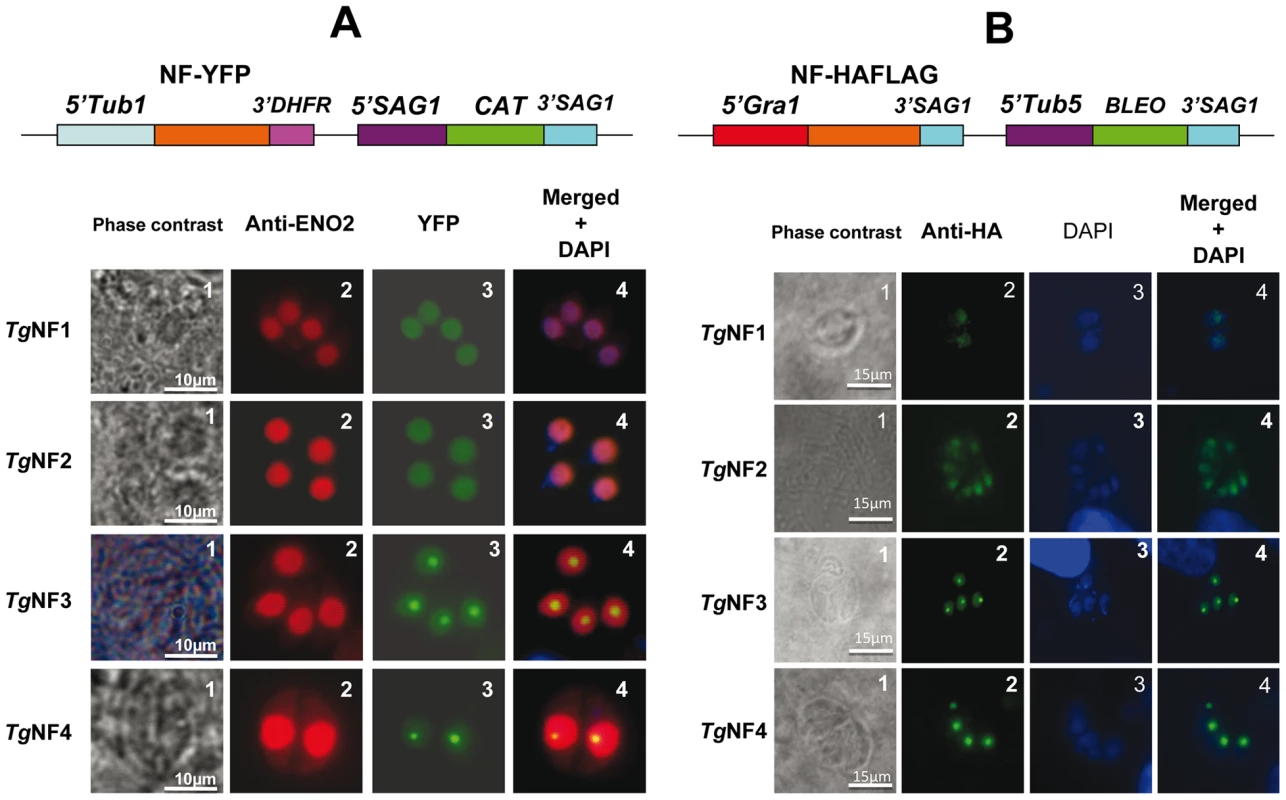 Four chosen candidate factors binding to ENO1 promoter are targeted into <i>T. gondii</i> nucleus after transient transfection.