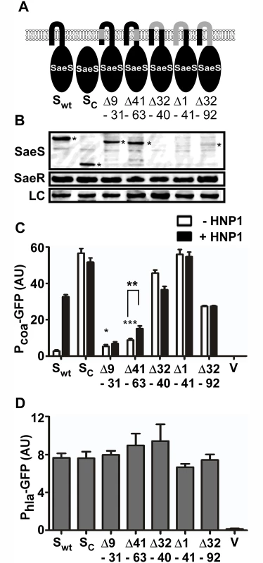 The extracytoplasmic linker peptide restrains the basal kinase activity.