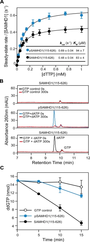 The effect of phosphorylation on SAMHD1 enzyme activity.