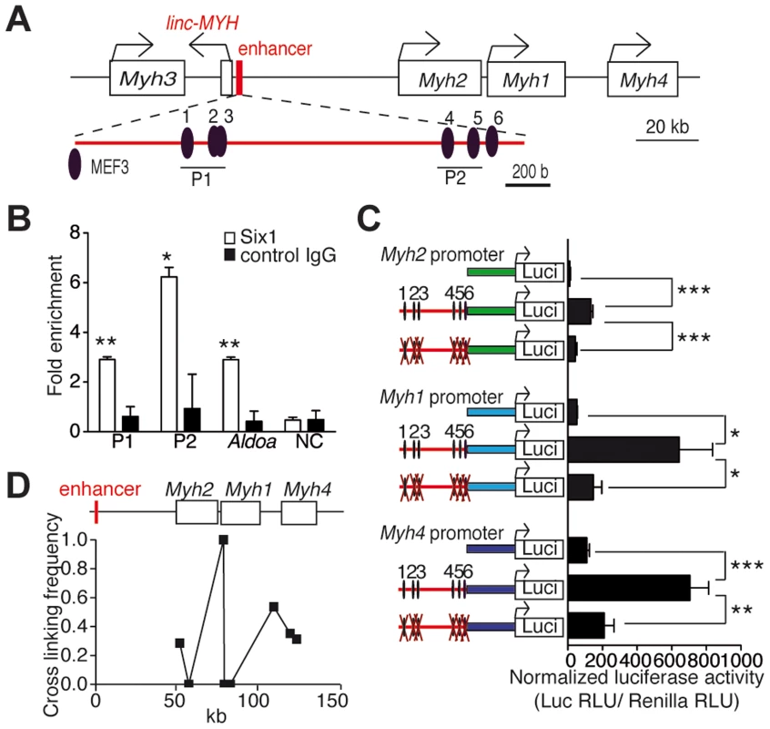 <i>Six1</i> binds directly the enhancer of the fast <i>Myh</i> gene cluster.