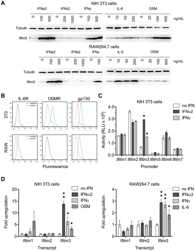 Both interferons and gp130-mediated cytokines induce Ifitm3 expression.