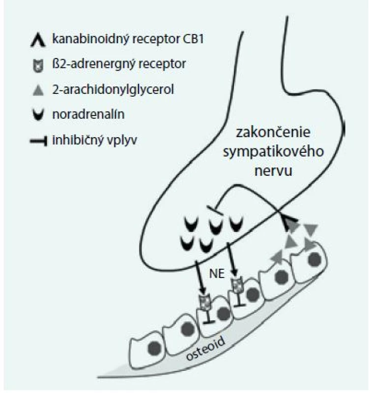 Model regulácie osteoformácie interakciou interakciou sympatikových zakončení a CB1-receptorov. Upravené podľa [31]
