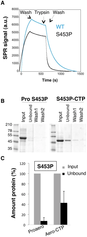 The S453P mutation leads to premature release of the CTP.
