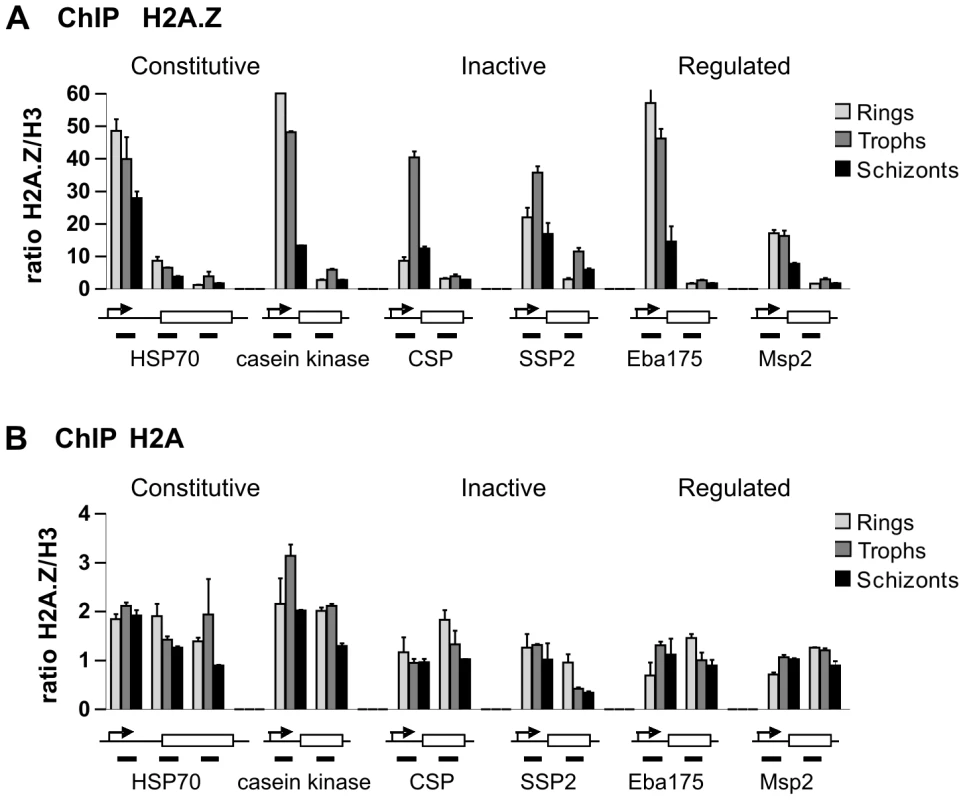 ChIP analysis of genomic PfH2A.Z distribution shows enrichment near the transcription start site (TSS).