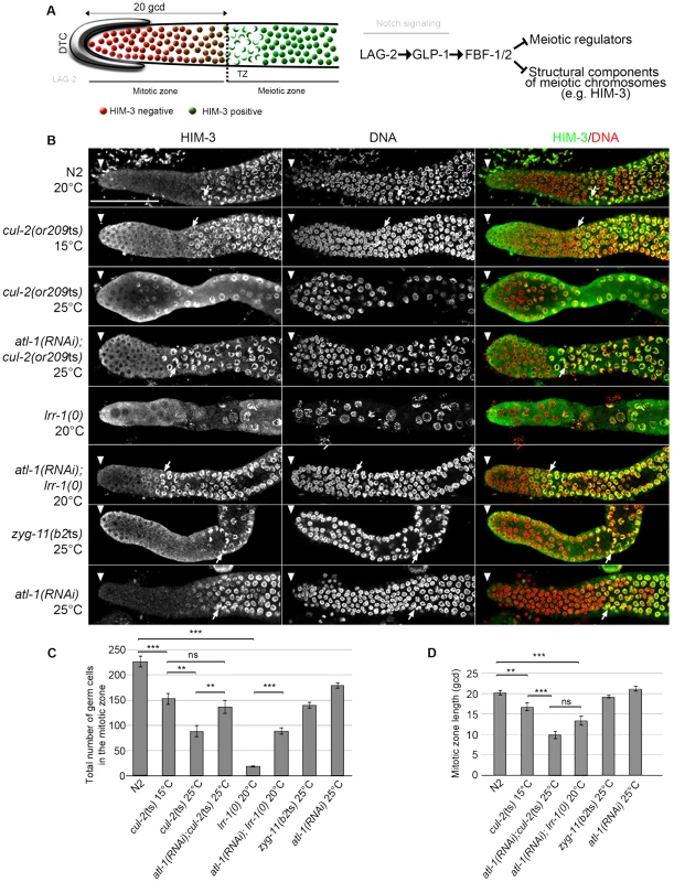 CRL2<sup>LRR-1</sup> E3-ligase promotes germ cell proliferation.