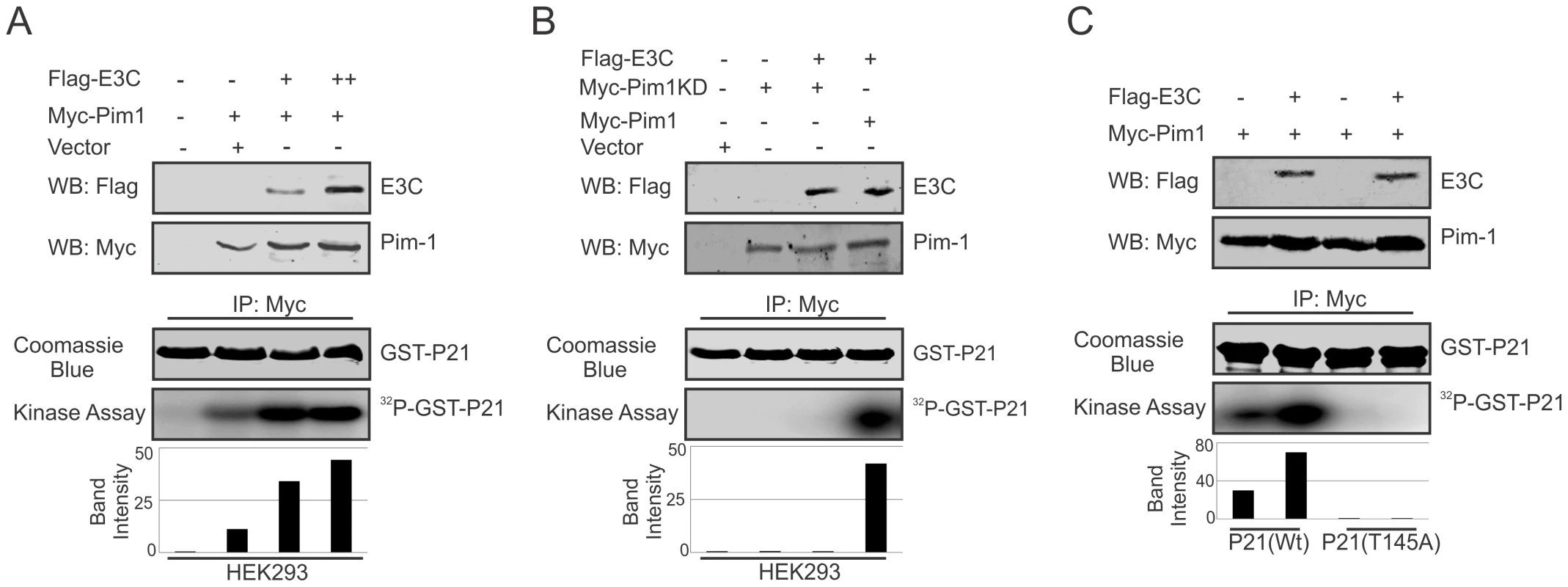 EBNA3C enhances Pim-1 kinase mediated phosphorylation of p21 Thr<sup>145</sup> residue.