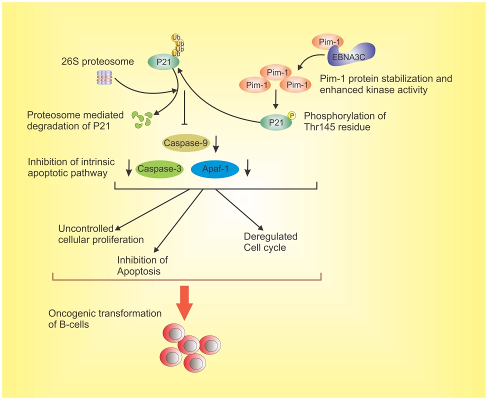 The schematic diagram illustrates the potential contribution of EBNA3C to oncogenic transformation of B-cells through stabilization of Pim-1 and proteasome mediated degradation of p21 which results in inhibition of the intrinsic apoptotic pathway.