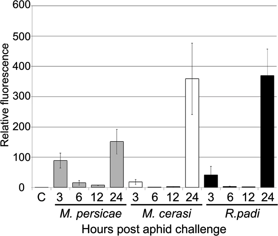 ROS levels during host and non-host interactions with aphids.