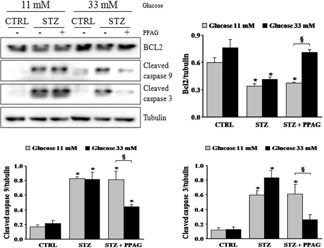 Expression of caspases and BCL2. Western blot and densitometry for BCL2 and cleaved caspase 9 and 3 in INS-1E cells pre-treated with 30 μM PPAG for 16 hours, exposed to 1 mM STZ for 1 hour and then cultured for 7 hours in medium containing 11 or 33 mM glucose with or without PPAG (n = 3).*p<0.05 against control (CTRL). §p<0.05 as indicated.