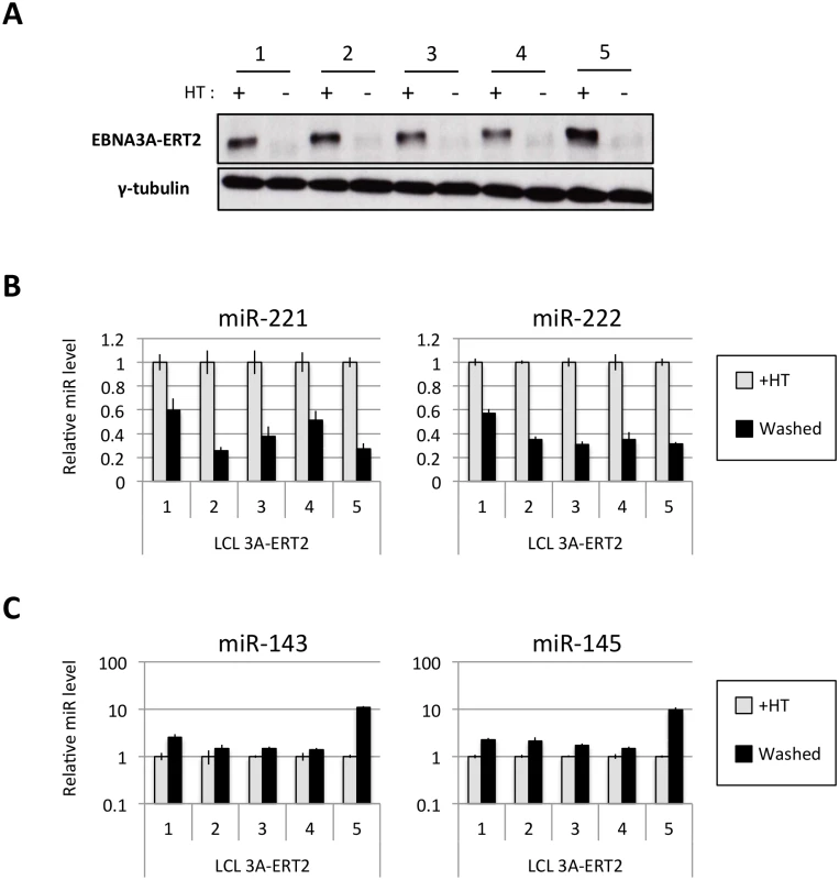 Regulation of miRs in EBNA3A-conditional LCLs.