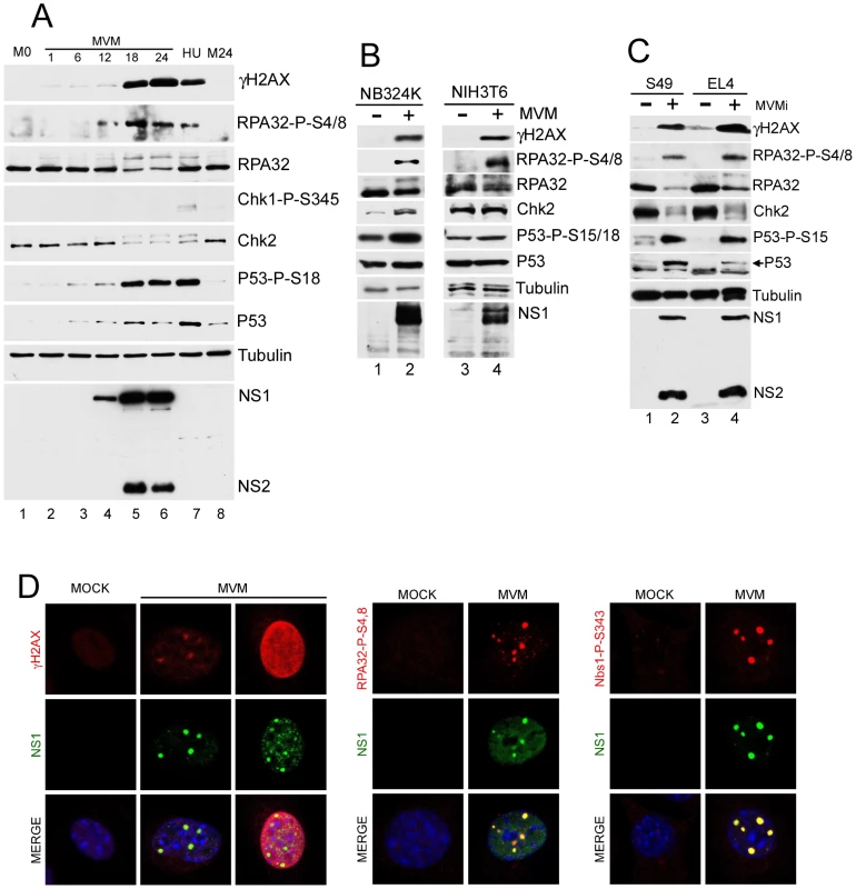 MVM infection induces a DNA damage response (DDR).