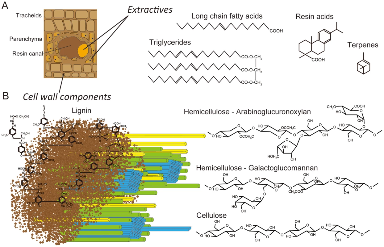 Schematic representations of lignocellulose components in cell walls of pine wood.