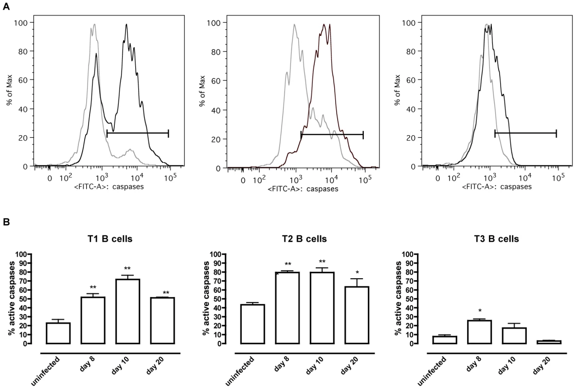 <i>T. brucei</i> infection-induced apoptosis of transitional B cells.