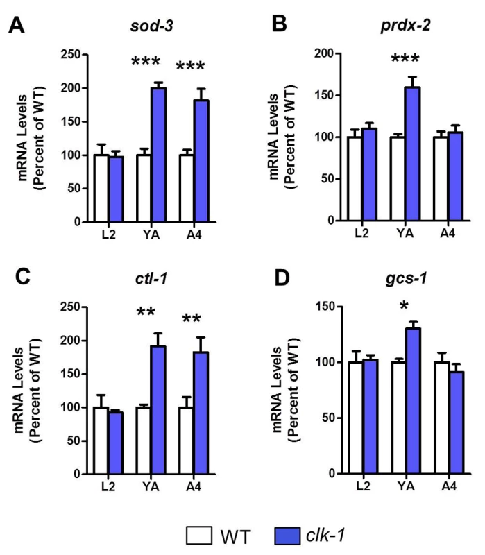 Antioxidant genes become upregulated in adult <i>clk-1</i> worms.